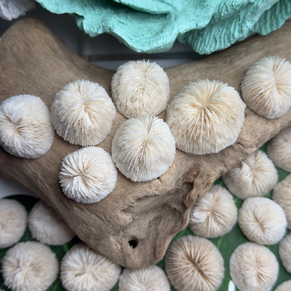 4 REAL White “Cap” Mushroom  Corals LOT Nautical Coastal Collecting aquarium - Picture 16 of 17